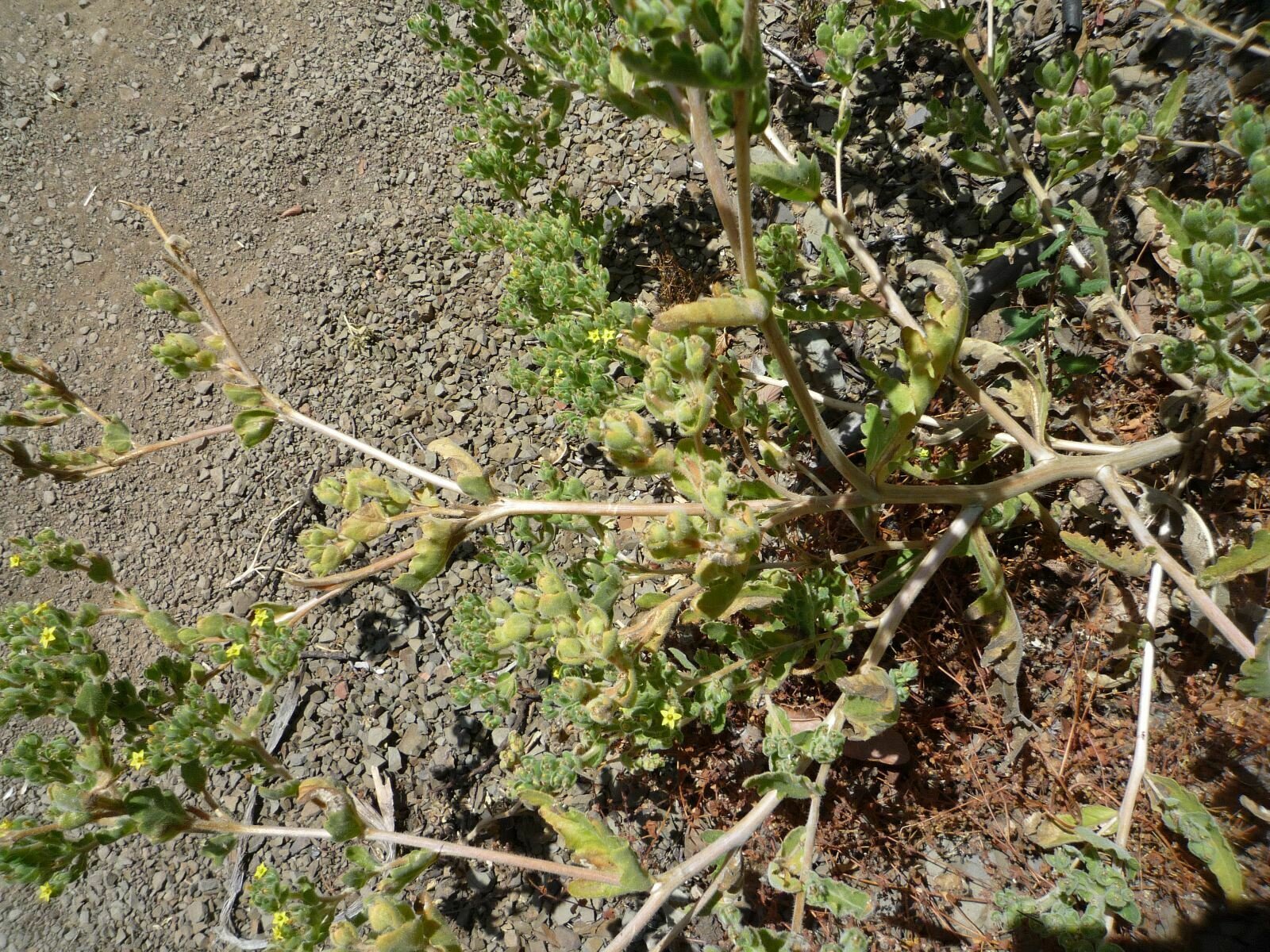 High Resolution Mentzelia micrantha Plant